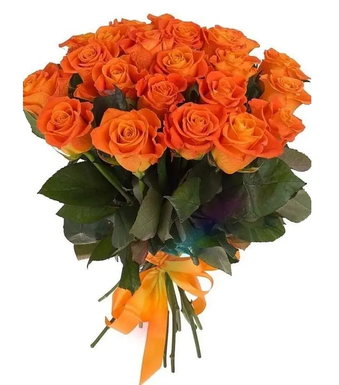 Orange Roses